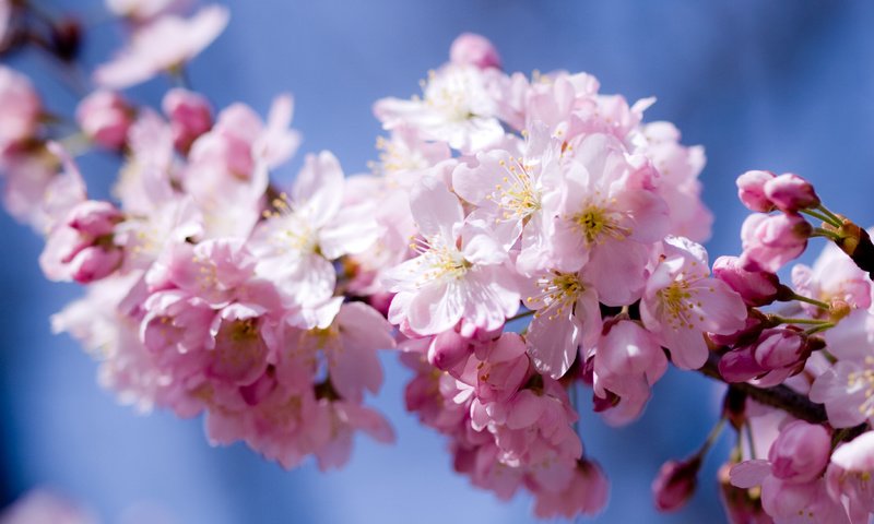 Обои небо, цветы, цветение, лепестки, весна, розовый, вишня, сакура, the sky, flowers, flowering, petals, spring, pink, cherry, sakura разрешение 3648x2736 Загрузить