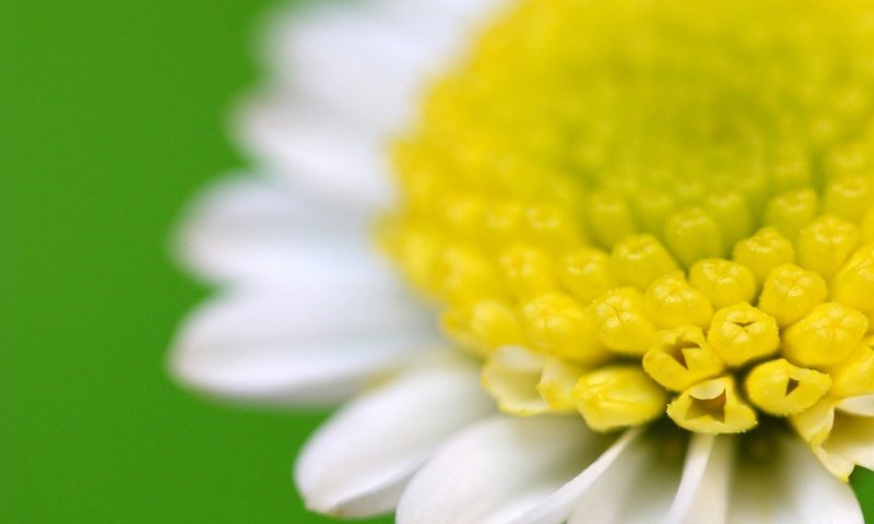 Обои зелёный, ромашка, green, daisy разрешение 1920x1200 Загрузить