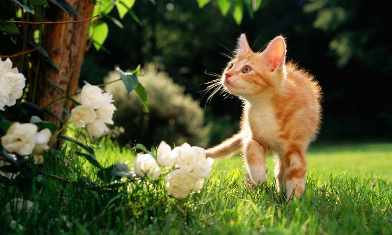 Обои цветы, рыжий котяра, травка, flowers, a ginger cat, weed разрешение 1920x1200 Загрузить