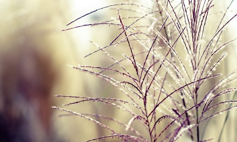 Обои трава, растения, фон, ветки, размытость, колоски, grass, plants, background, branches, blur, spikelets разрешение 1920x1440 Загрузить