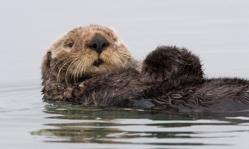 Обои вода, калифорния, калан, морская выдра, выдра, water, ca, kalan, sea otter, otter разрешение 3504x2336 Загрузить