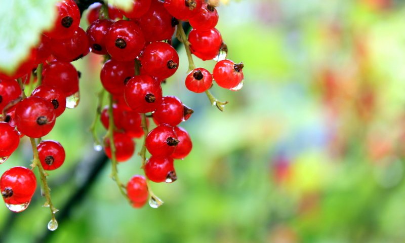 Обои капли, ягоды, красное, красная смородина, росса, смородина, drops, berries, red, red currant, ross, currants разрешение 4752x3168 Загрузить