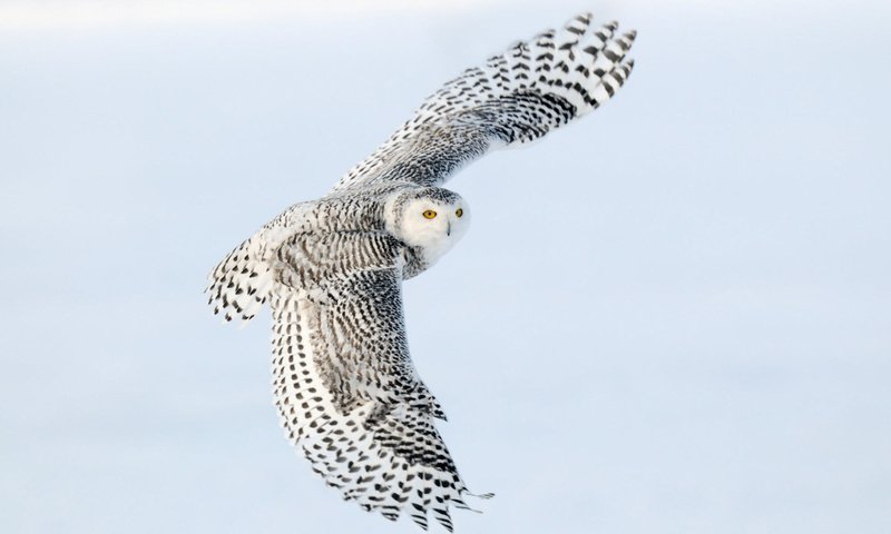 Обои сова, полет, крылья, снежная сова, owl, flight, wings, snowy owl разрешение 1920x1200 Загрузить