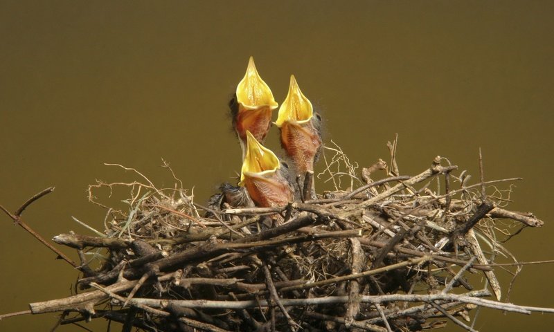 Обои птенцы, гнездо, голод, chicks, socket, hunger разрешение 1920x1200 Загрузить