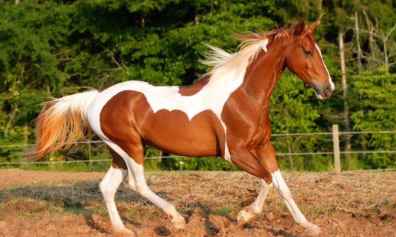 Обои лошадь, земля, бег, horse, earth, running разрешение 2500x1807 Загрузить