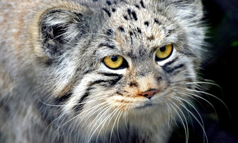 Обои мордочка, усы, шерсть, взгляд, манул, muzzle, mustache, wool, look, manul разрешение 1920x1200 Загрузить