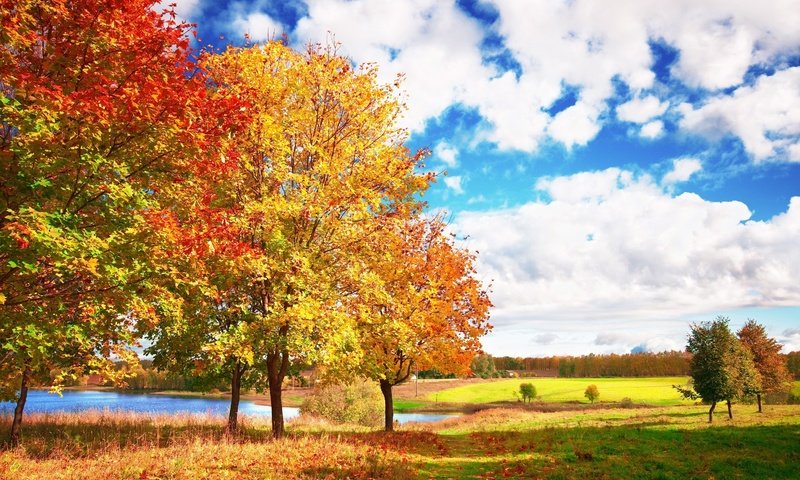 Обои небо, облака, деревья, осень, яркие, голубое, осен, the sky, clouds, trees, autumn, bright, blue разрешение 3008x1998 Загрузить