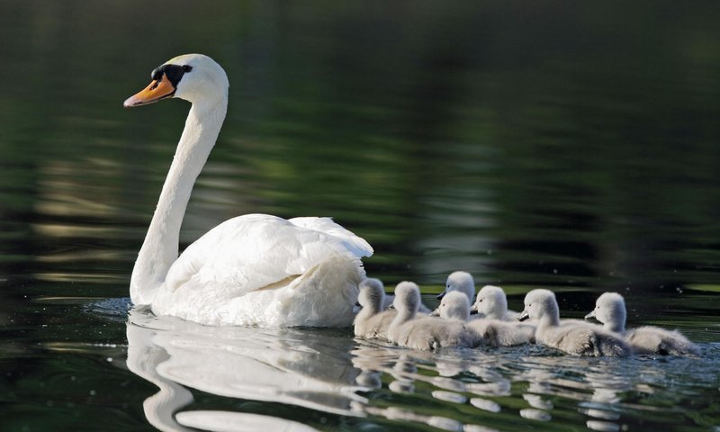 Обои пруд, мама, семь, лебеди, детишек, pond, mom, seven, swans, kids разрешение 1920x1080 Загрузить