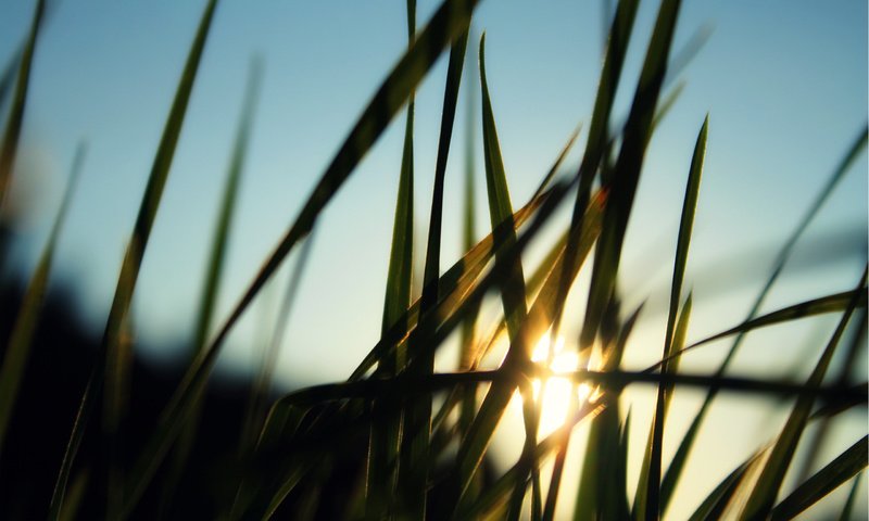 Обои трава, солнце, лучи, размытость, grass, the sun, rays, blur разрешение 2560x1600 Загрузить