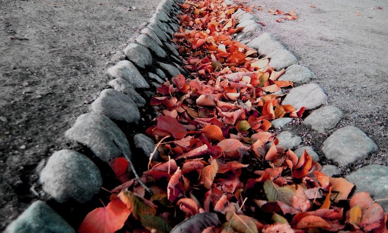 Обои листья, осень, колея, leaves, autumn, track разрешение 3069x2109 Загрузить