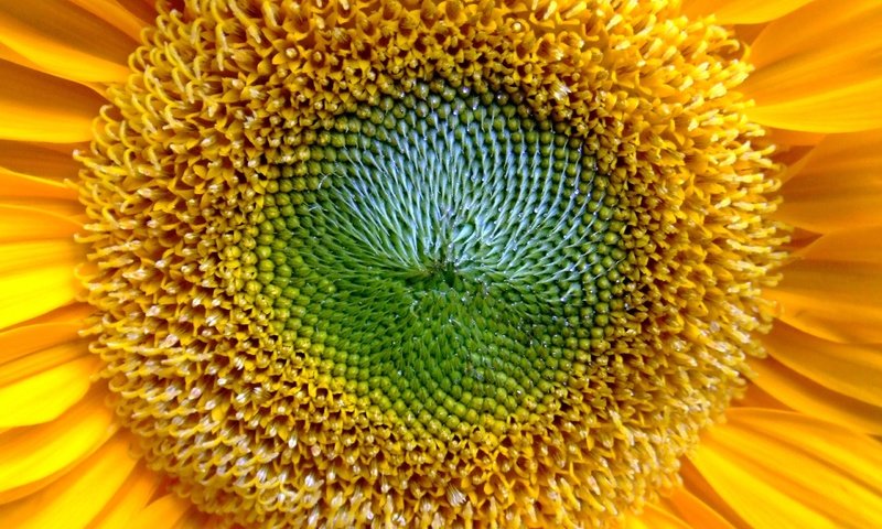 Обои желтый, цветок, лепестки, подсолнух, желтые, крупным планом, yellow, flower, petals, sunflower, closeup разрешение 2560x1600 Загрузить