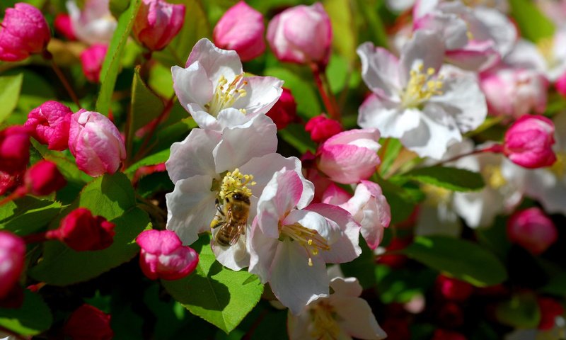 Обои цветы, дерево, цветение, насекомое, весна, пчела, flowers, tree, flowering, insect, spring, bee разрешение 1920x1200 Загрузить