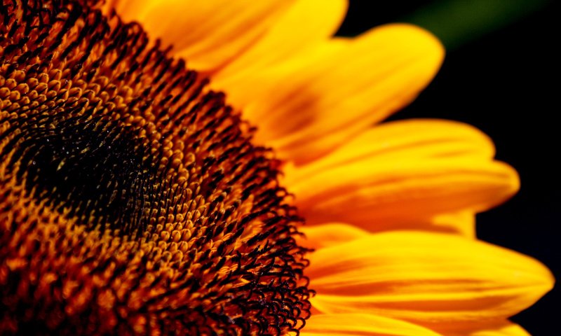 Обои солнце, желтый, цветок, лепестки, подсолнух, крупным планом, the sun, yellow, flower, petals, sunflower, closeup разрешение 2560x1600 Загрузить