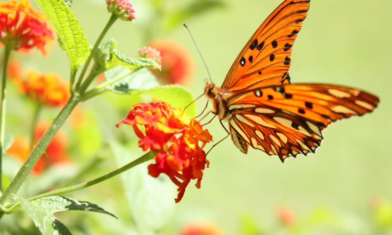 Обои цветок, бабочка, пыльца, нектар, flower, butterfly, pollen, nectar разрешение 2560x1600 Загрузить