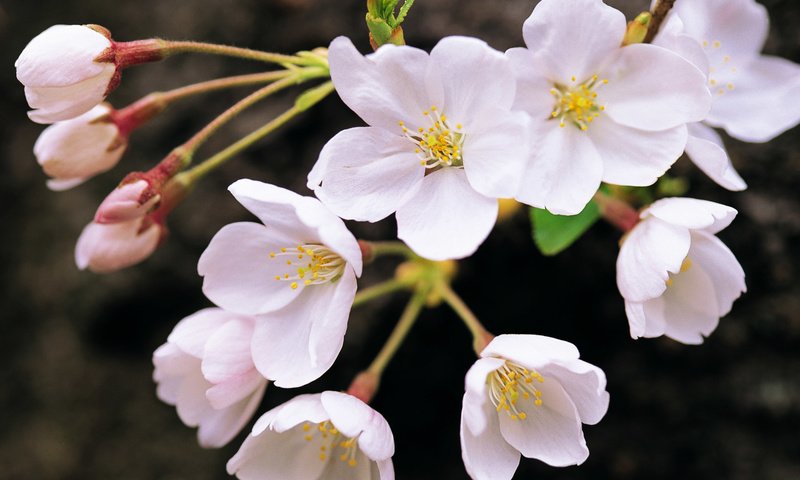 Обои цветы, ветка, цветение, весна, белые, flowers, branch, flowering, spring, white разрешение 1920x1200 Загрузить