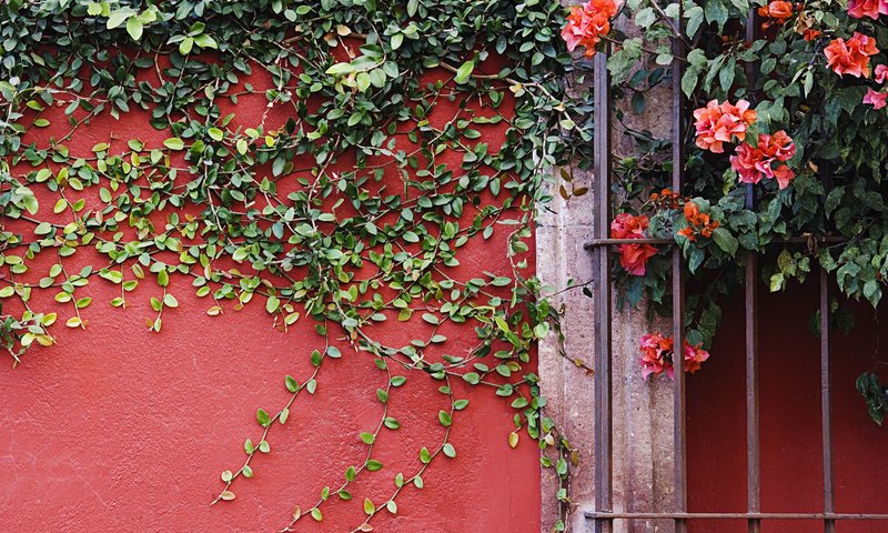 Обои цветы, листья, стена, лианы, flowers, leaves, wall, vines разрешение 1920x1200 Загрузить