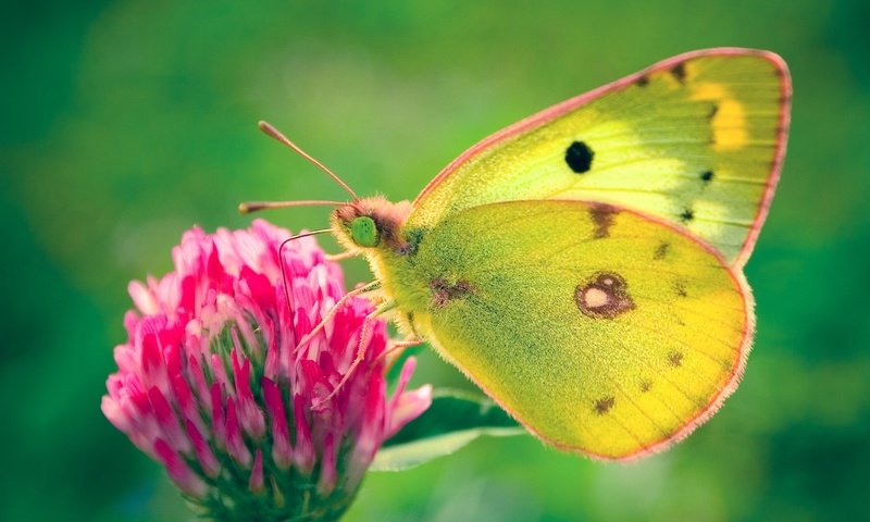 Обои клевер, цветок, бабочка, желтушка луговая, clover, flower, butterfly, european swallowtail разрешение 1920x1200 Загрузить