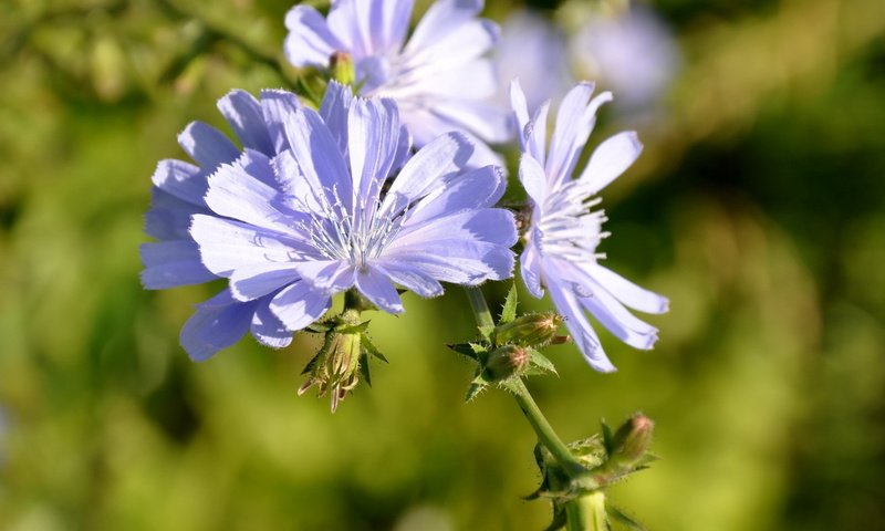 Обои цветы, лепестки, голубые, боке, цикорий, flowers, petals, blue, bokeh, chicory разрешение 1920x1440 Загрузить