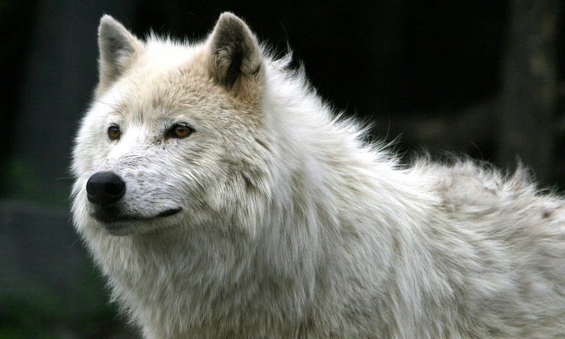 Обои шерсть, белый, хищник, волк, арктический волк, wool, white, predator, wolf, arctic wolf разрешение 1920x1200 Загрузить
