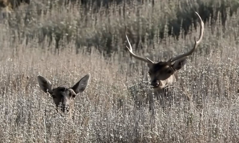 Обои трава, природа, олень, рога, олени, grass, nature, deer, horns разрешение 1920x1200 Загрузить