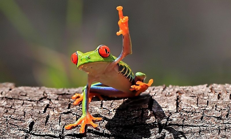 Обои лягушка, голосует, земноводные, древесная лягушка, квакша, красноглазая квакша, red-eyed treefrog, frog, vote, amphibians, tree frog, treefrog, red-eyed tree frog разрешение 1920x1200 Загрузить