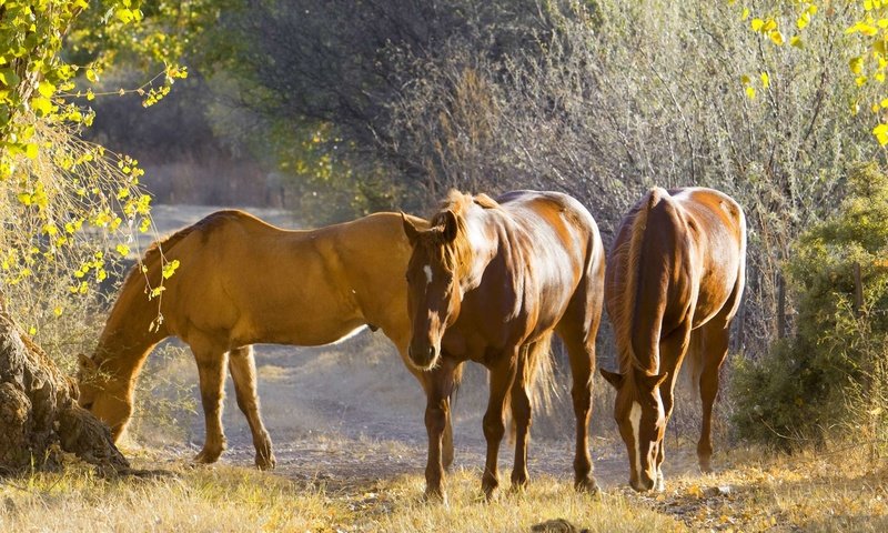 Обои природа, осень, лошади, конь, nature, autumn, horse разрешение 1920x1200 Загрузить