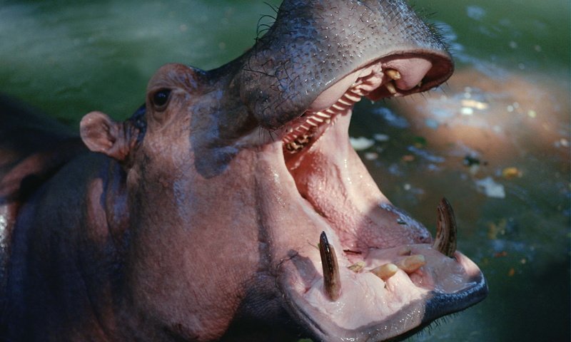 Обои вода, зубы, пасть, бегемот, гиппопотам, water, teeth, mouth, hippo разрешение 3072x2048 Загрузить