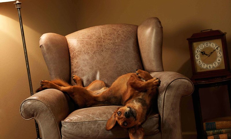 Обои собака, лежит, часы, кресло, игривая, dog, lies, watch, chair, playful разрешение 1920x1403 Загрузить