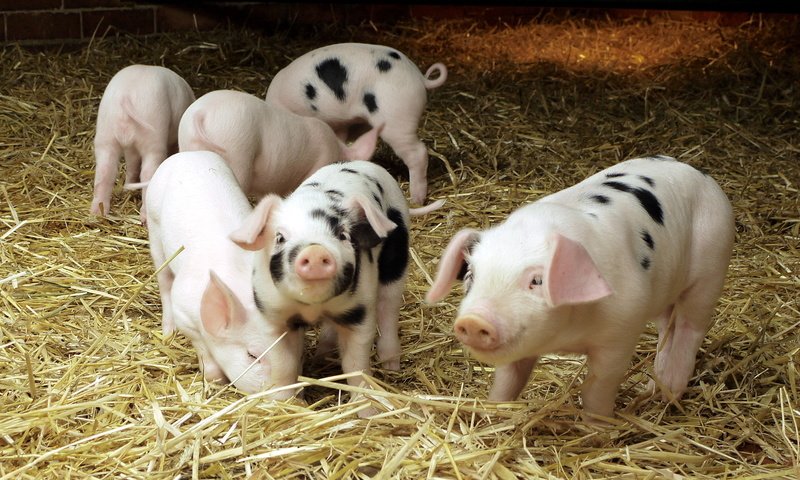 Обои солома, свиньи, поросята, домашние животные, свинки, straw, pigs, pets разрешение 1920x1200 Загрузить