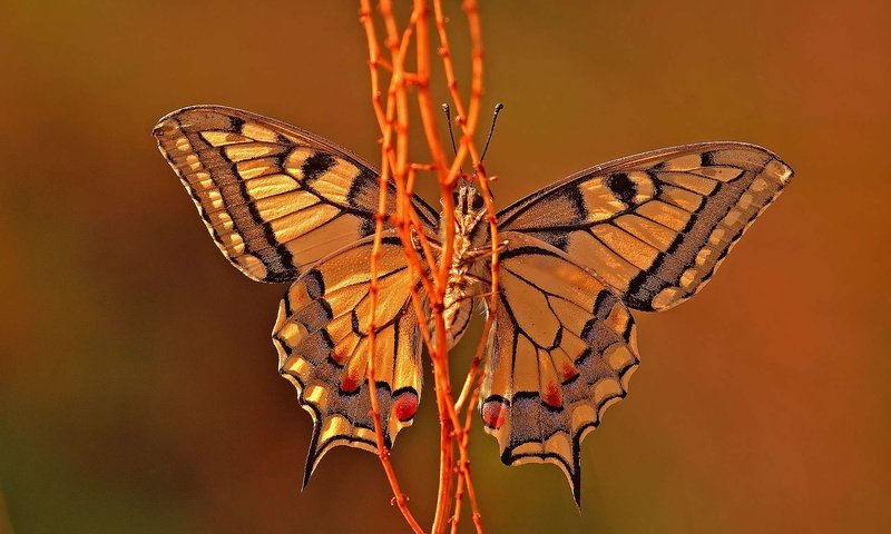 Обои макро, бабочка, крылья, насекомые, растение, macro, butterfly, wings, insects, plant разрешение 1920x1200 Загрузить