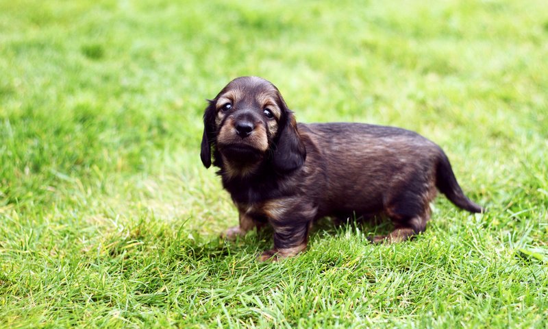 Обои трава, собака, щенок, прогулка, такса, хорошенький, жесткошерстная, grass, dog, puppy, walk, dachshund, pretty, wire-haired разрешение 1920x1200 Загрузить