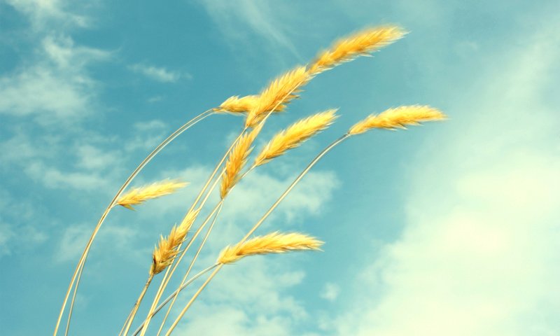 Обои небо, облака, лето, пшеница, колоски, the sky, clouds, summer, wheat, spikelets разрешение 1920x1200 Загрузить