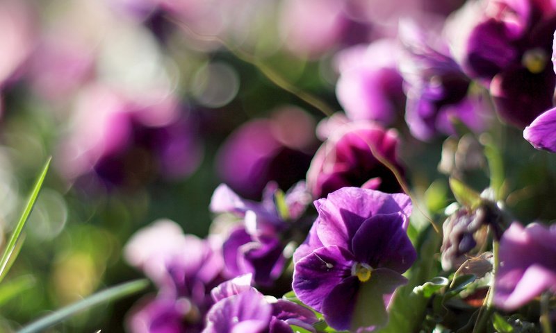 Обои цветы, растения, анютины глазки, фиолетовые, фиалки, anyutiny, flowers, plants, pansy, purple, violet разрешение 4500x1344 Загрузить