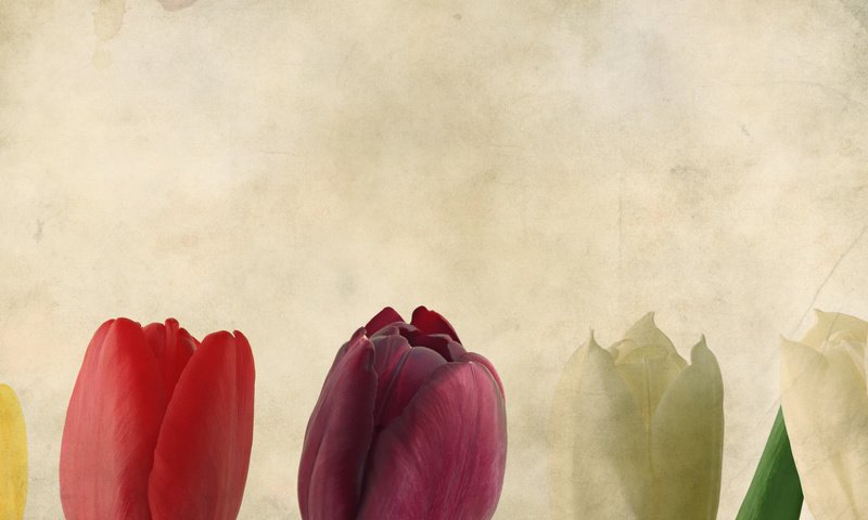 Обои фон, тюльпаны, background, tulips разрешение 3466x1342 Загрузить