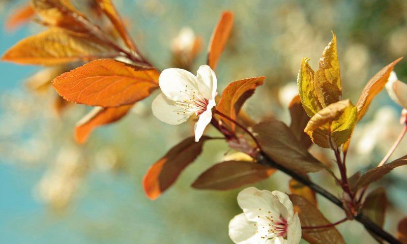 Обои cvety, nebo, vishnya, listya, cvetenie, vetka разрешение 2560x1440 Загрузить