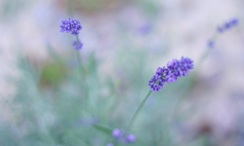 Обои цветы, макро, поле, лаванда, сиреневый, flowers, macro, field, lavender, lilac разрешение 1920x1280 Загрузить