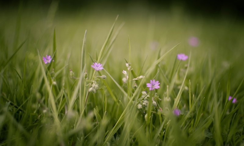 Обои cvety, trava, makro, rasteniya, zelen, priroda, foto, pol разрешение 2573x1709 Загрузить
