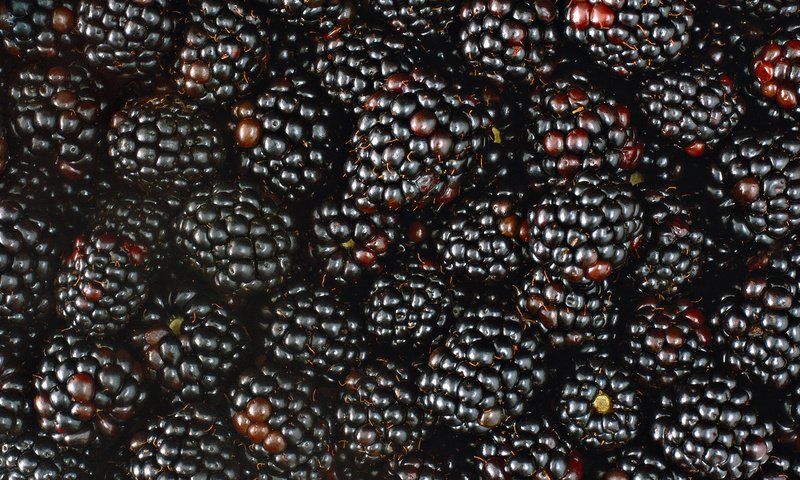 Обои макро, ягода, ягоды, много, ежевика, macro, berry, berries, a lot, blackberry разрешение 1920x1080 Загрузить
