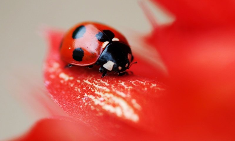 Обои макро, насекомое, цветок, красный, божья коровка, macro, insect, flower, red, ladybug разрешение 2560x1600 Загрузить