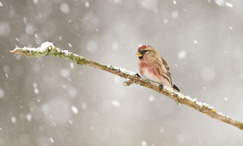 Обои ветка, снег, зима, птицы, птица, зяблик, чечётка, branch, snow, winter, birds, bird, chaffinch, tap dance разрешение 2048x1365 Загрузить