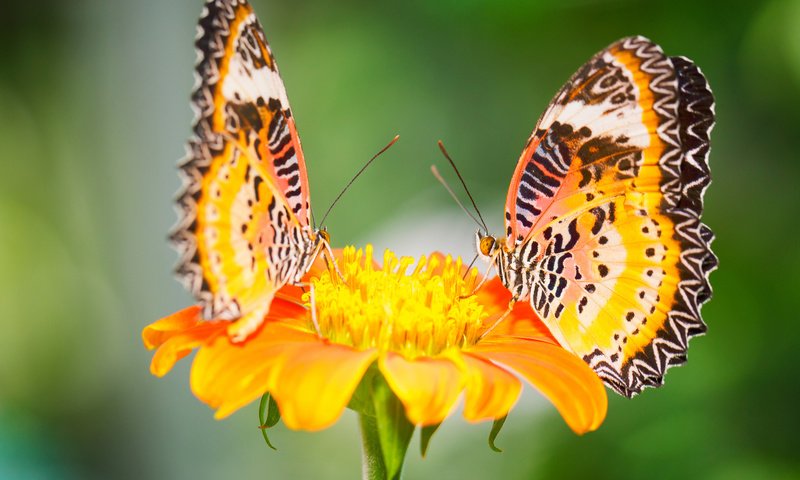 Обои макро, цветок, насекомые, бабочки, малайские златоглазки, macro, flower, insects, butterfly, malay lacewing разрешение 2048x1365 Загрузить