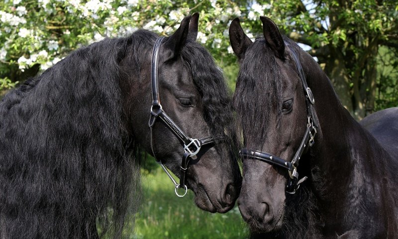 Обои лошади, грива, чёрные, яблони, пара коней вороных, horse, mane, black, apple, a pair of horses black horses разрешение 2048x1363 Загрузить