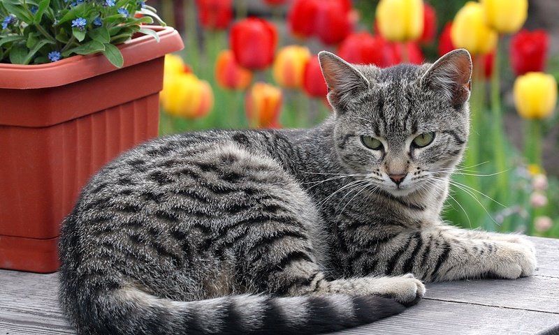 Обои цветы, кот, кошка, лежит, полосатый, flowers, cat, lies, striped разрешение 2048x1416 Загрузить