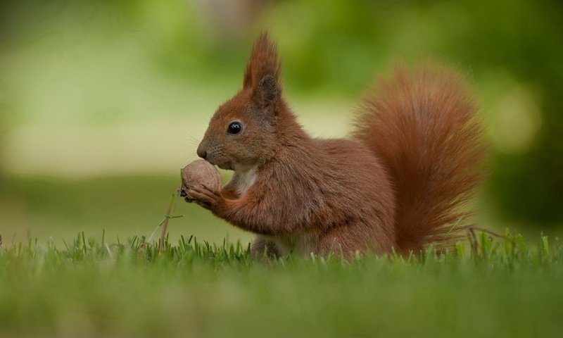 Обои трава, природа, лето, белка, орех, grass, nature, summer, protein, walnut разрешение 1920x1200 Загрузить