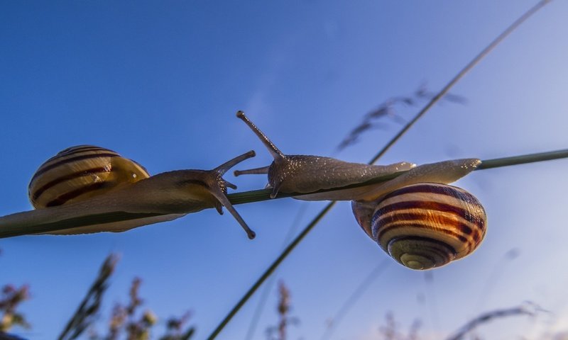 Обои макро, улитки, травинка, сближение, macro, snails, a blade of grass, convergence разрешение 2560x1920 Загрузить