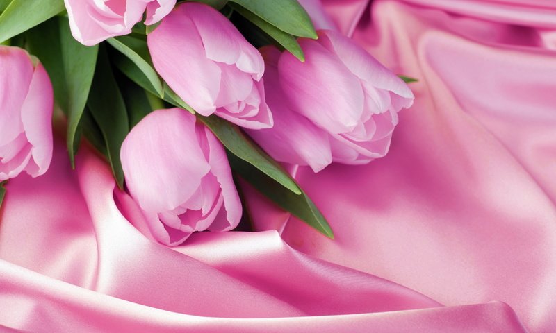 Обои розовый, тюльпаны, 8 марта, шелк, pink, tulips, march 8, silk разрешение 2880x1800 Загрузить