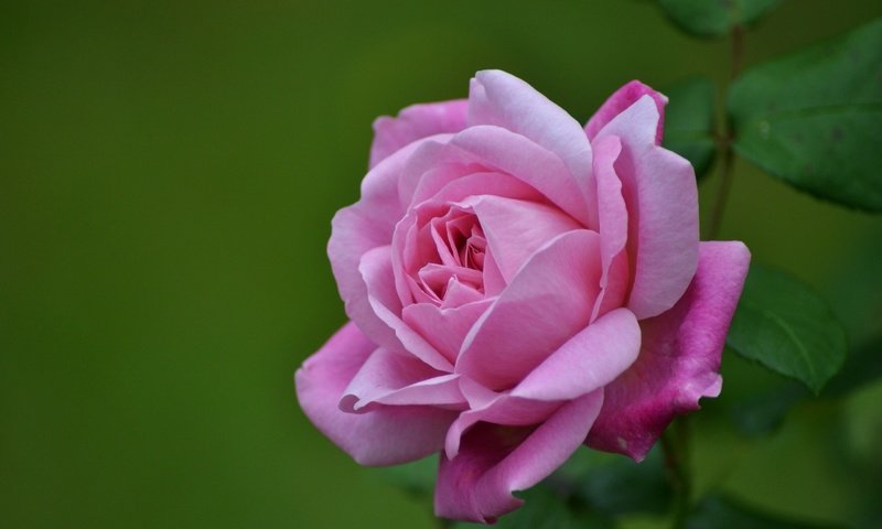 Обои макро, роза, лепестки, бутон, macro, rose, petals, bud разрешение 2560x1600 Загрузить