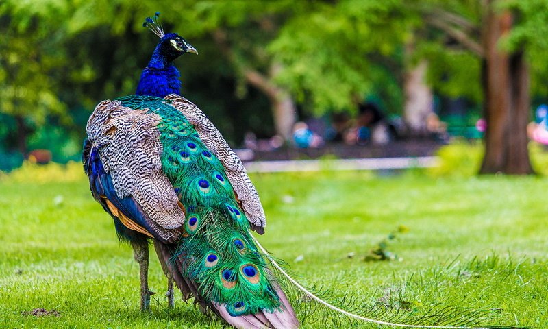 Обои крылья, красота, птица, павлин, хвост, wings, beauty, bird, peacock, tail разрешение 1920x1200 Загрузить