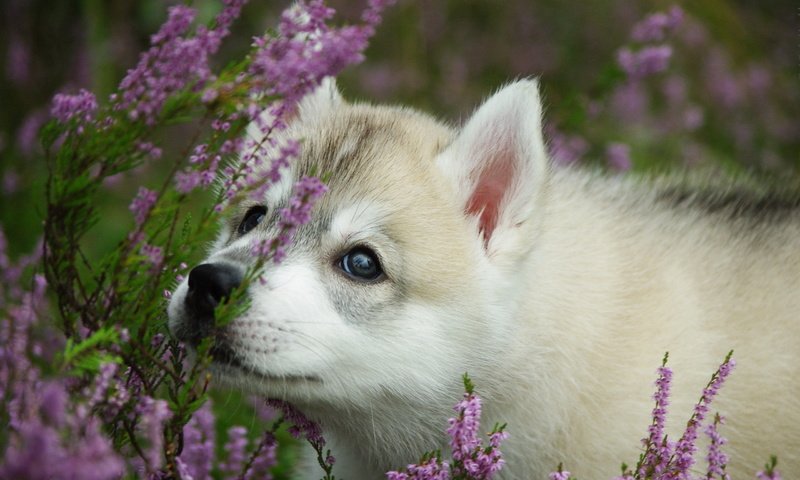 Обои морда, цветы, лаванда, собака, щенок, хаски, face, flowers, lavender, dog, puppy, husky разрешение 2560x1600 Загрузить