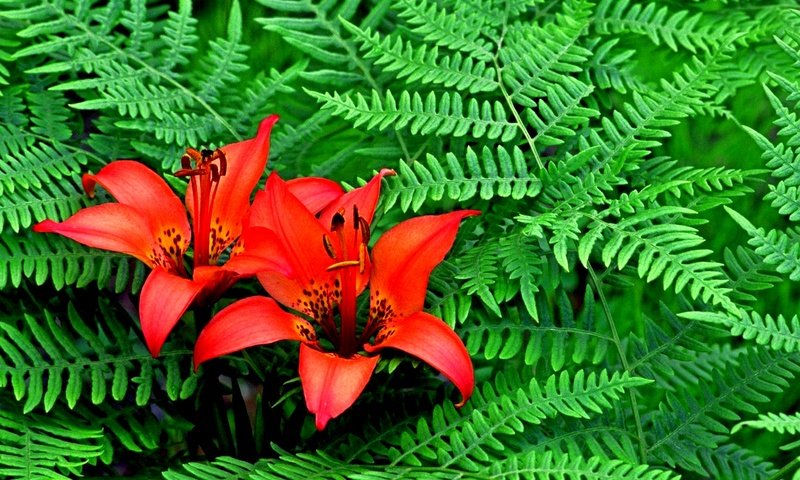 Обои цветы, листва, красные, сад, лилии, папоротник, flowers, foliage, red, garden, lily, fern разрешение 1920x1200 Загрузить